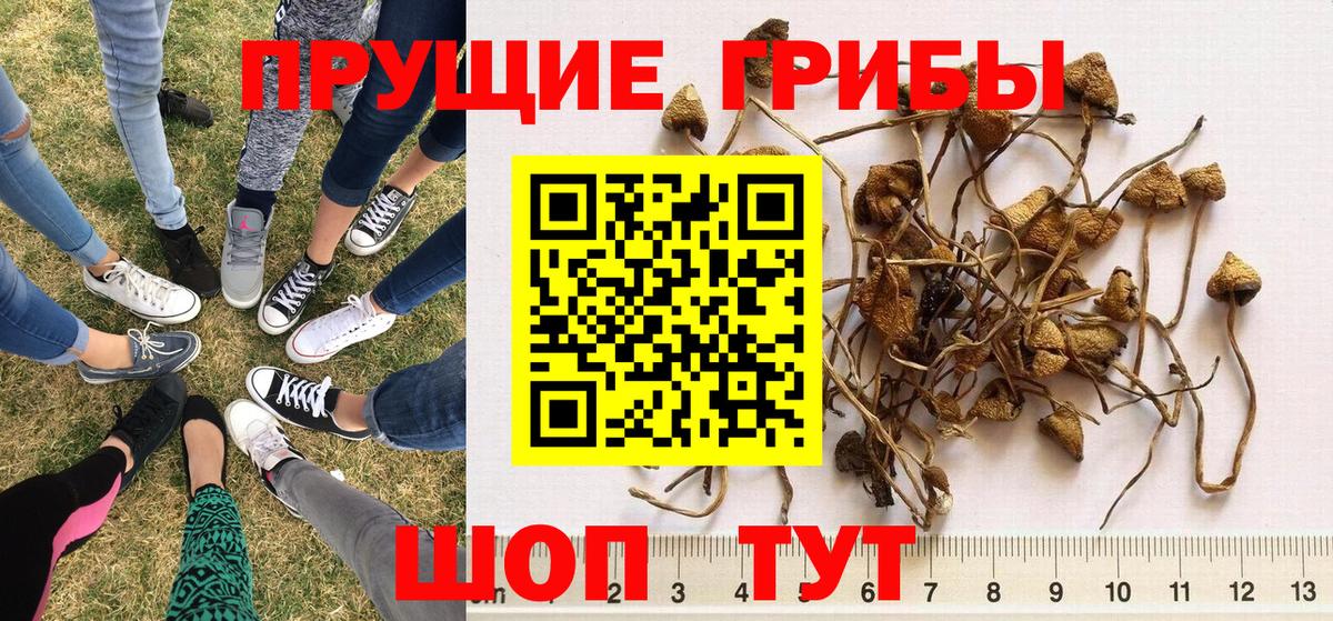 Галлюциногенные грибы Magic Shrooms  Вход с VPN  Асино  где найти   Псилоцибиновые грибы прущие грибы 